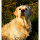 Mogi Hondenfotografie, hondenfotograaf, Golden Retriever, Golden
