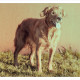 Mogi Hondenfotografie, hondenfotograaf, Golden Retriever, Caitlyn