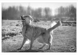 Mogi Hondenfotografie, hondenfotograaf, Golden Retriever, Caitlyn