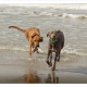 Mogi Hondenfotografie, hondenfotograaf, Bloedhond, Belle, Nica, Slowaakse Ruwharige Staande Hond
