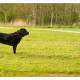 Mogi Hondenfotografie, hondenfotograaf, Labrador, Zwarte Labrador, Luna