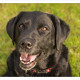 Mogi Hondenfotografie, hondenfotograaf, Labrador, Zwarte Labrador, Luna