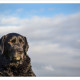 Mogi Hondenfotografie, hondenfotograaf, Labrador