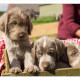 Mogi Hondenfotografie, hondenfotograaf, pup, puppy, Slowaakse Ruwharige Staande Hond