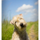 Mogi Hondenfotografie, hondenfotograaf, Irish Soft Coated Wheaten Terrier