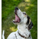 Mogi Hondenfotografie, hondenfotograaf, Bluetick Coonhound