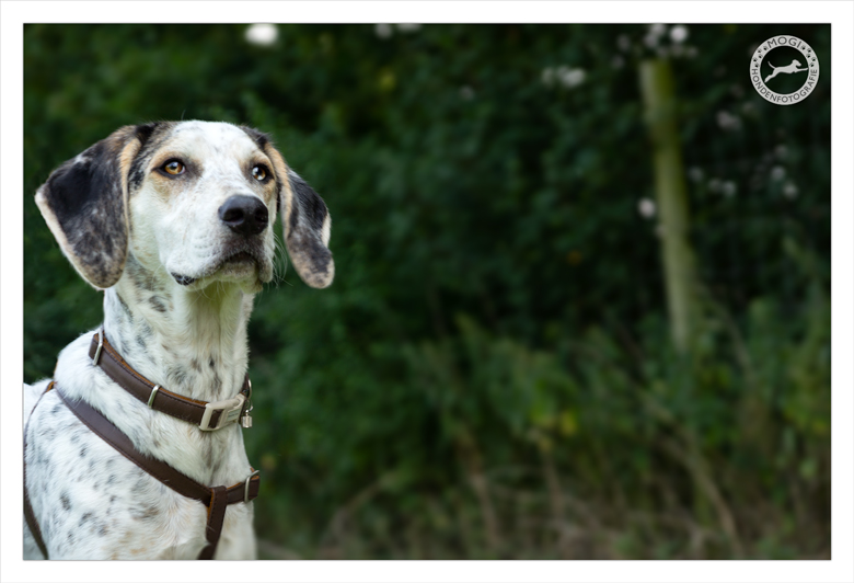 Mogi Hondenfotografie, hondenfotograaf, Bluetick Coonhound