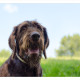Mogi Hondenfotografie, hondenfotograaf, Duitse Staande Draadhaar