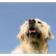 Mogi Hondenfotografie, hondenfotograaf, Golden Retriever
