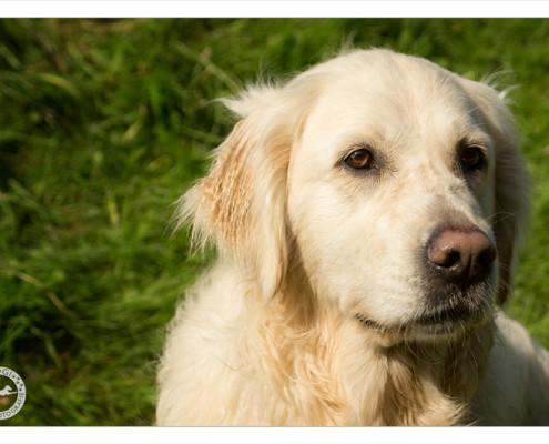 Mogi Hondenfotografie, hondenfotograaf, Golden Retriever