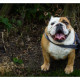 Mogi Hondenfotografie, hondenfotograaf, Engelse Bulldog
