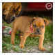 Mogi Hondenfotografie, hondenfotograaf, Bull Mastiff pup