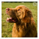 Mogi Hondenfotografie, hondenfotograaf, Toller, Nova Scotia Duck Tolling Retriever