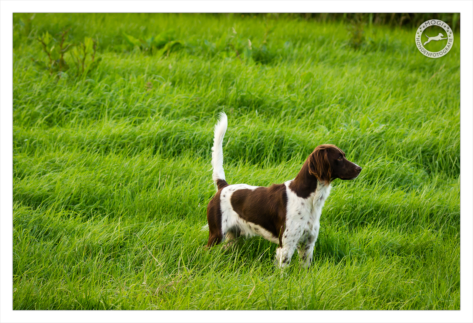 Mogi Hondenfotografie, hondenfotograaf, Heidewachtel