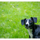 Mogi Hondenfotografie, hondenfotograaf, kruising, Lester