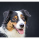 Mogi Hondenfotografie, hondenfotograaf, Australian Shepherd, Australische Herder, Bon-Key