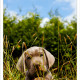 Mogi Hondenfotografie, hondenfotograaf, pup, puppy, Slowaakse Ruwharige Staande Hond