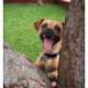 Mogi Hondenfotografie, hondenfotograaf, kruising, Selpin, Madeira
