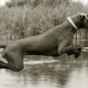 Mogi Hondenfotografie, hondenfotograaf, Slowaakse Ruwharige Staande Hond, sprong