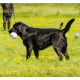 Mogi Hondenfotografie, hondenfotograaf, jachthonden