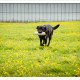 Mogi Hondenfotografie, hondenfotograaf, jachthonden