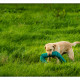 Mogi Hondenfotografie, hondenfotograaf, jachthond, jachthonden, KNJV Delfland