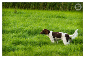 Mogi Hondenfotografie, hondenfotograaf, jachthond, jachthonden, KNJV Delfland