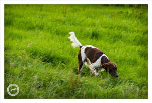 Mogi Hondenfotografie, hondenfotograaf, jachthond, jachthonden, KNJV Delfland