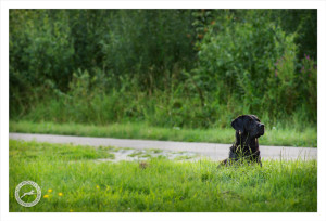 Mogi Hondenfotografie, hondenfotograaf, jachthond, jachthonden, KNJV Delfland