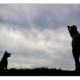 Mogi Hondenfotografie, hondenfotograaf, Australian Kelpie, Kelpie, Yilla