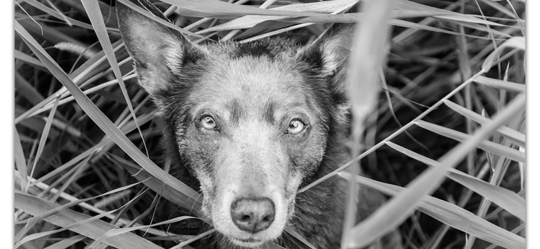 Mogi Hondenfotografie, hondenfotograaf, Kelpie, Australian Kelpie