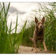 Mogi Hondenfotografie, hondenfotograaf, Australian Kelpie, Kelpie, Yilla