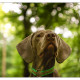 Mogi Hondenfotografie, Nica, Slowaakse Ruwharige Staande Hond, Slovakian Rough Haired Pointer
