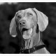 Mogi Hondenfotografie, hondenfotograaf, Weimaraner, Weimarse Staande Hond, Cees