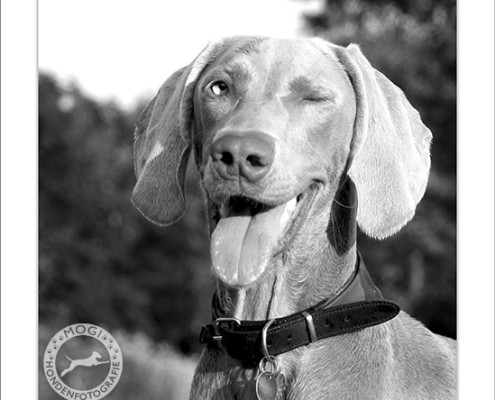 Mogi Hondenfotografie, hondenfotograaf, Weimaraner, Weimarse Staande Hond, Cees