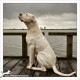 Mogi Hondenfotografie, hondenfotograaf, Argentijnse Dog, Caro