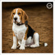 Mogi Hondenfotografie, hondenfotograaf, Beagle, Clubmatch Beagle Club Nederland
