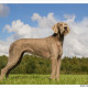 Mogi Hondenfotografie, hondenfotograaf, Slowaakse Ruwharige Staande Hond, SRSH