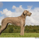 Mogi Hondenfotografie, hondenfotograaf, Slowaakse Ruwharige Staande Hond, SRSH
