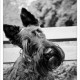 Mogi Hondenfotografie, hondenfotograaf, Schotse Terriër