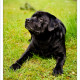 Mogi Hondenfotografie, hondenfotograaf, Labrador, zwarte Labrador, Lab