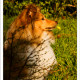 Mogi Hondenfotografie, hondenfotograaf, Sheltie, Shetland Sheepdog