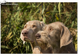 Mogi Hondenfotografie, hondenfotograaf, Weimaraner, Slowaakse Ruwharige Staande Hond, SRSH