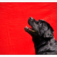 Mogi Hondenfotografie, hondenfotograaf, Labrador, zwarte Labrador, Lab