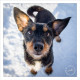 Mogi Hondenfotografie, portret, hondenportret, portret van hond, hond in sneeuw