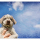 Mogi Hondenfotografie, hondenfotograaf, Slowaakse Ruwharige Staande Hond, pup, grey roan
