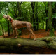 Mogi Hondenfotografie, hondenfotograaf, Slowaakse Ruwharige Staande Hond