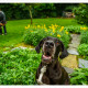 Mogi Hondenfotografie, Duitse Dog, Joy, hondenfotograaf, Chanel