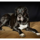 Mogi Hondenfotografie, Duitse Dog, Joy, hondenfotograaf, Chanel