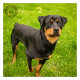 Mogi Hondenfotografie, Rescue Photo, Rottweiler Rescue Nederland, Noa